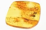 Detailed Fossil March Fly (Bibionidae) in Baltic Amber #335545-1